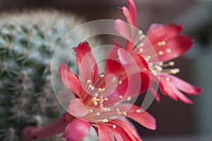 Rebutia minuscula cactus flower close up