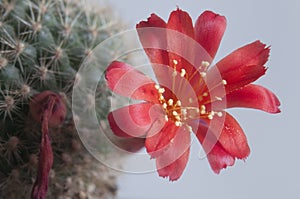 Rebutia minuscula cactus flower close up photo