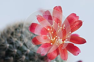 Rebutia minuscula cactus flower close up shot