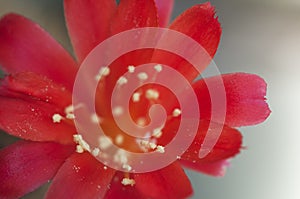 Rebutia minuscula cactus flower close up shot