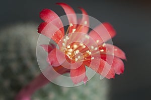 Rebutia minuscula cactus flower photo