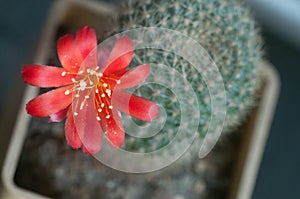Rebutia minuscula cactus flower photo