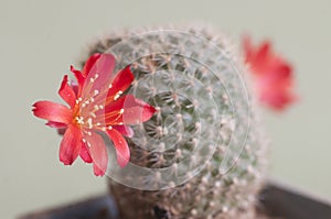 Rebutia minuscula cactus flower, close up photo