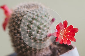 Rebutia minuscula cactus flower, close up photo