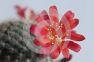 Rebutia minuscula cactus flower close up shot photo