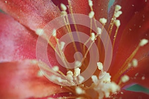 Rebutia minuscula cactus flower close up shot photo