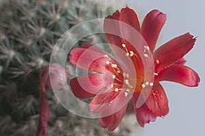 Rebutia minuscula cactus flower close up shot photo