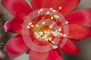 Rebutia minuscula cactus flower close up photo