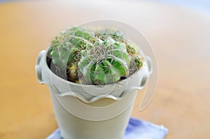 Rebutia minuscula, cactus photo