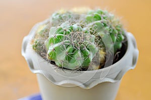 Rebutia minuscula, cactus photo