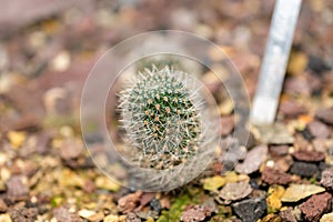 Rebutia Minuscula cactus in Saint Gallen in Switzerland photo