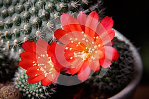 Rebutia minuscula cactus in the white pot on the windowsill is blooming red flowers. Close up photo