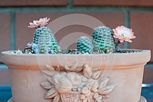 Rebutia Mediolobivia haagei photo