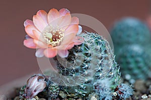 Rebutia Mediolobivia haagei photo