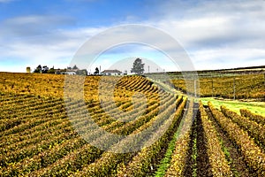 Recas winery, Romania