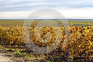 Recas winery, Romania