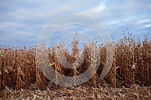 Receding rows of dry maize plants ready to harvest