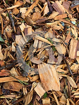 Recently Cut Arborists Wood Chips After Rain