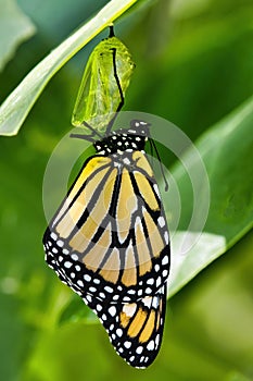 Monarch butterfly readyjust emerged  from its chrysalis.