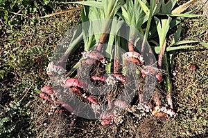 recently dug gladioli bulbs lie on the grass