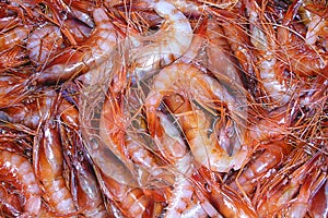 Recently Fished Red Shrimp, Exquisite food, Fish Market, Mediterranean Sea