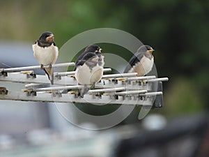 Recently fledged swallows rest on a tv antenna during the late autumn swallow migration