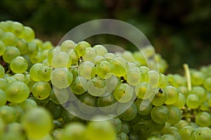 Recently harvested Chardonnay wine grapes in the Adelaide Hills of South Australia