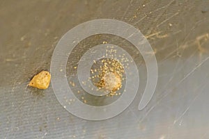 Recently hatched baby spiders