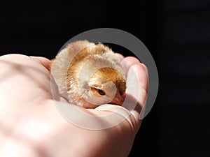 Recently hatched chicken in a female palm.