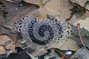 Recently laid wood frog eggs in a pond