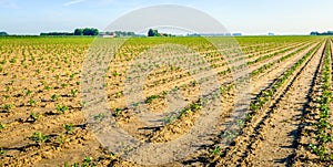 Recently planted celery plants in converging rows
