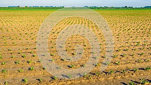 Recently planted celery plants in rows