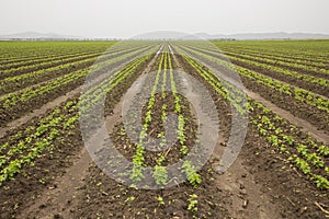 Recently Planted Crop of Beans