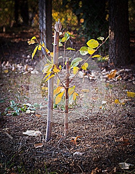 Recently Planted Young Tree photo