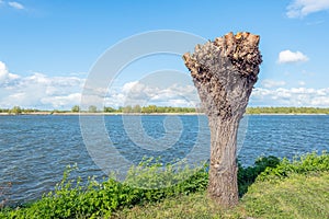 Recently pollarded willow on the banks of a river