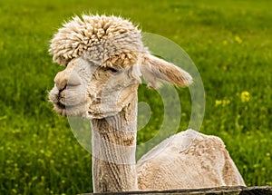 A recently sheared, apricot coloured Alpaca gazes into the distance in Charnwood Forest, UK on a spring day