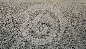 Recently sown silage maize plants in long converging rows