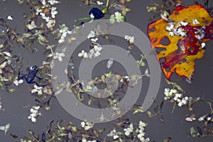 Recently spawned tiny frog swimming on surface of pond with colourful pond weed