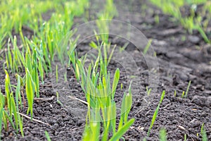 recently sprung sprouts of wheat and rye crops on a farm field, agricultural products and crops, close-up