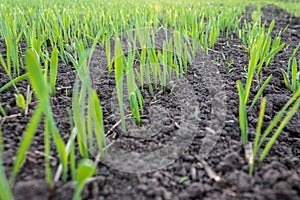 recently sprung sprouts of wheat and rye crops on a farm field, agricultural products and crops, close-up