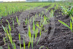 recently sprung sprouts of wheat and rye crops on a farm field, agricultural products and crops, close-up
