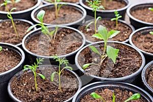 Recently transpanted young flower seedlings. Cutting flower seedlings gardening background. Close up view.