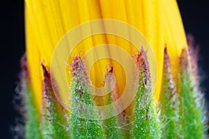 receptacle and green flower sepal and yellow part of the leaf