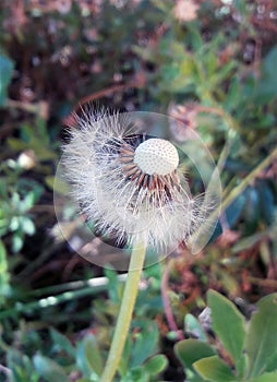 Receptacle of Taraxacum officinale with some seeds, White seeds of dandelion flowers