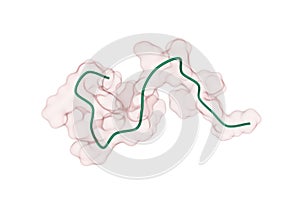 Receptor-bound conformation of hormone Ghrelin