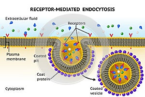 Receptor-mediated endocytosis