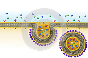 Receptor-mediated endocytosis photo