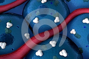 Receptors and vein on the cells