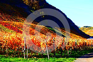 Rech, Germany - 11 06 2020: bright autumn vineyards like fire