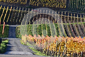 Rech, Germany - 11 06 2020: dirt roads in autumn vineyards